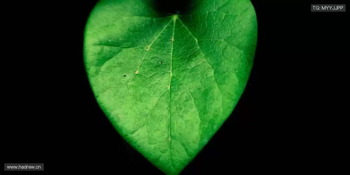 📱随时随地，高清流畅，把赛场装进口袋！